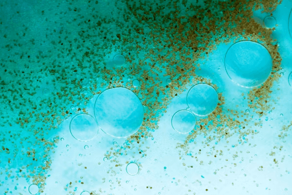 bacteria
