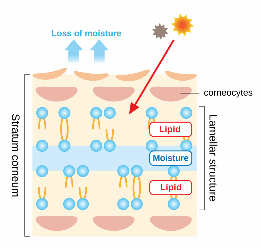 The effects of Ascorbyl Tetraisopalmitate 4 12ef6a16ef6303b4665a58676fbef741